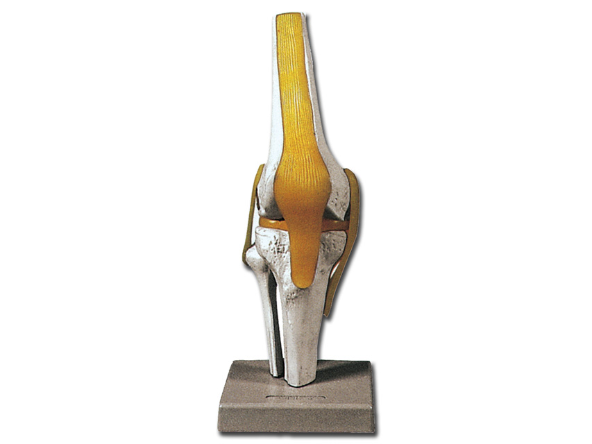 KNEE JOINT