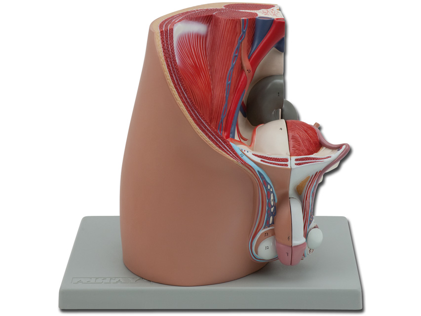 PELVIS - male - 4 parts