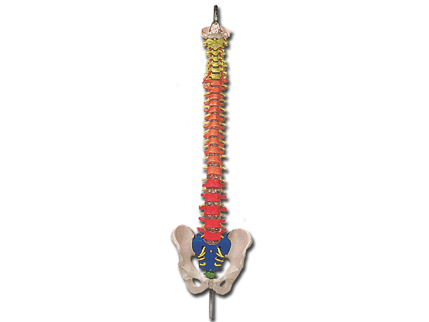 SPINAL COLUMN with colour coded regions