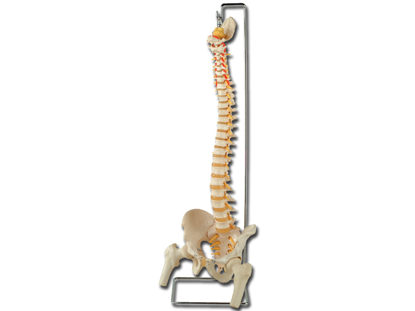 FLEXIBLE VERTEBRAL COLUMN with femur heads