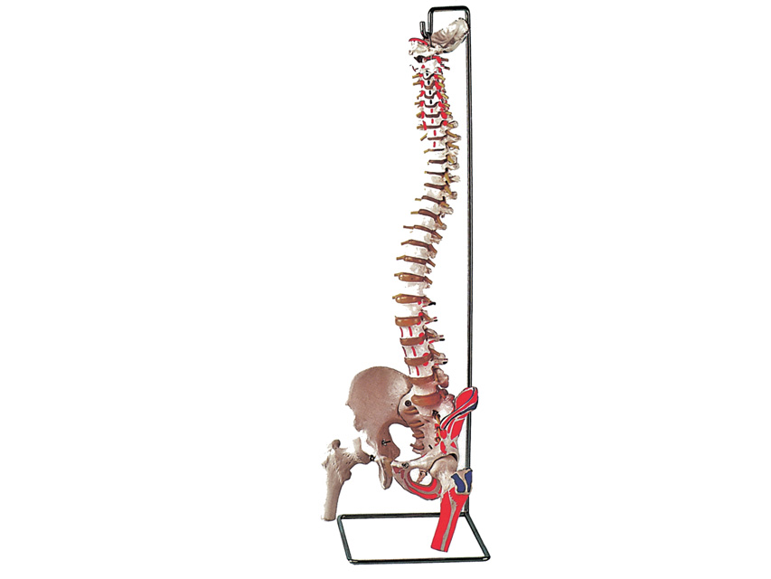 FLEXIBLE VERTEBRAL COLUMN with femur heads + muscle