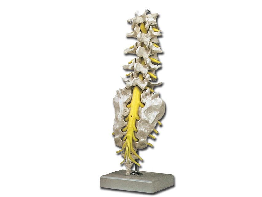 LUMBAR SPINAL COLUMN