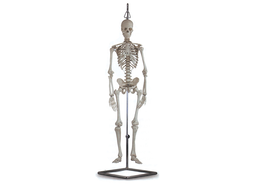 MINI SKELETON