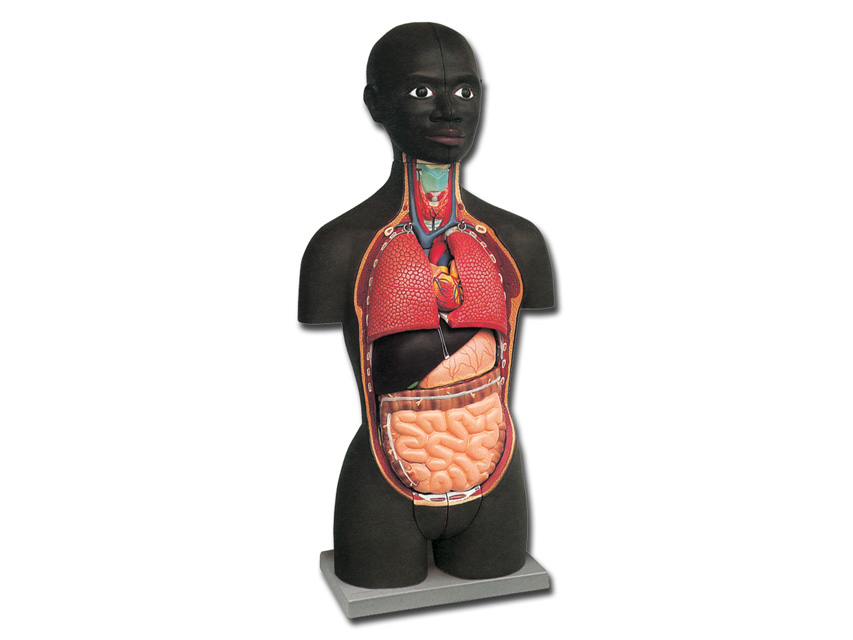 MINI TORSO - african - 16 parts