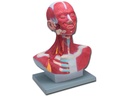 HEAD/NECK MUSCULATURE - 1X