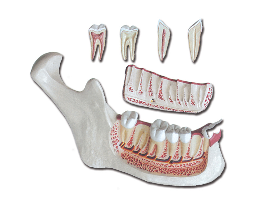 MÂCHOIRE INFÉRIEURE - 6 pièces - 3X