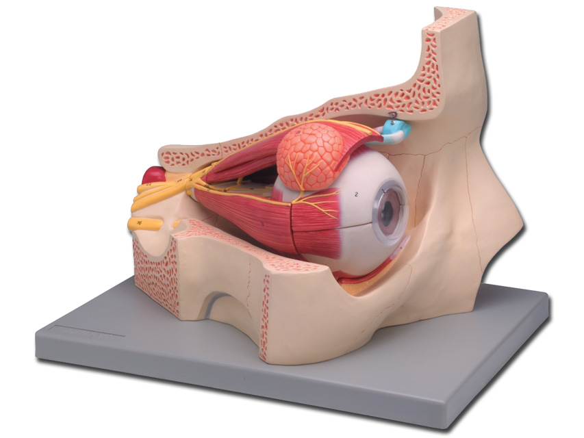 EYE - 11 parts - 5X