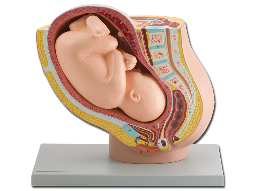 PELVIS AVEC FOETUS A TERME - 1X