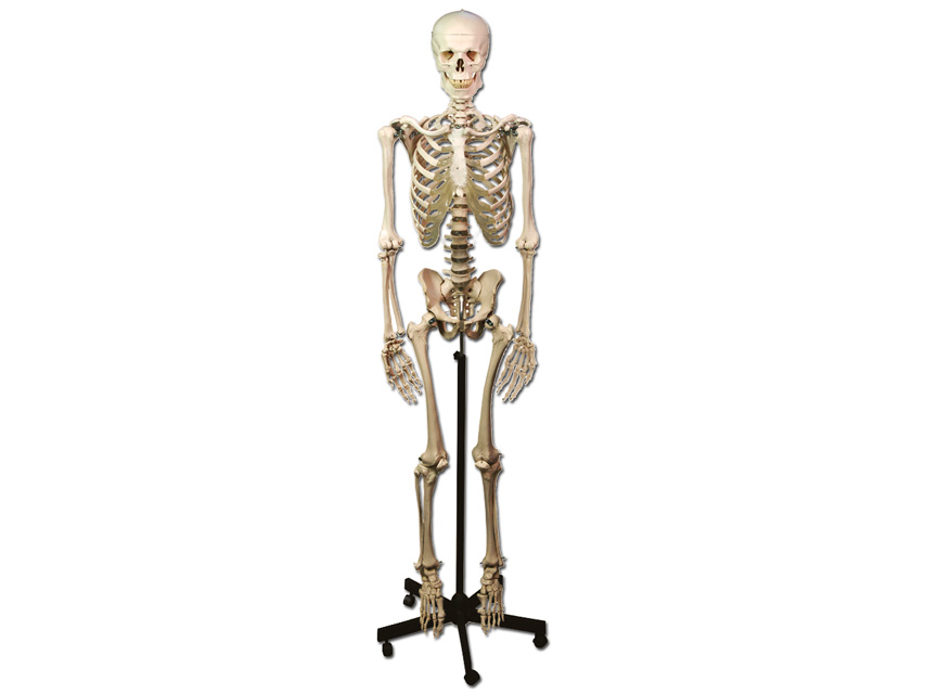 HUMAN SKELETON