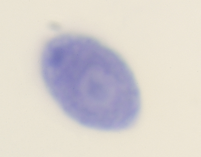 Chlamydomonas, s.e.