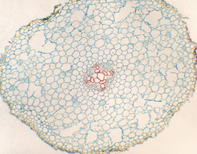 Racine de Ranunculus japonicus, c.t.