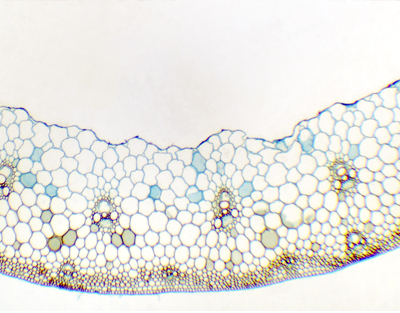 Tige de Triticum aestivum, c.t.