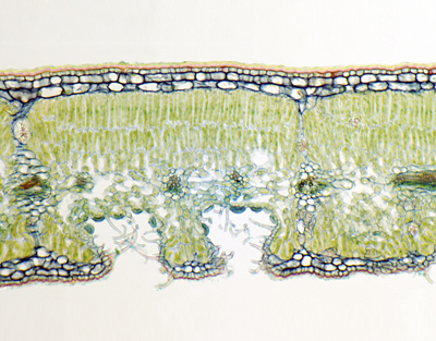 Feuille Nerium indicum, stomates enfoncées, c.t.