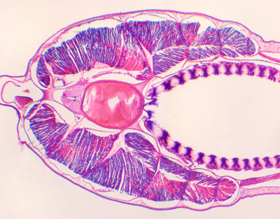 Branchiostoma belcheri, pharynx, c.t.