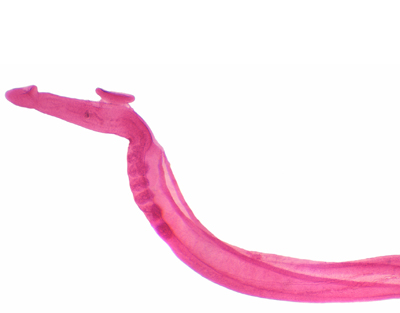 Mâle de Schistosoma, w.m.