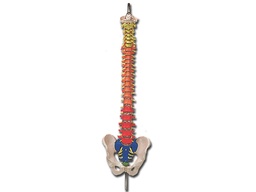 [40133] SPINAL COLUMN with colour coded regions