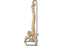 [40130] FLEXIBLE VERTEBRAL COLUMN with femur heads