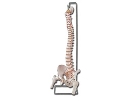 [40132] FLEXIBLE VERTEBRAL COLUMN with femur heads + open sacrum