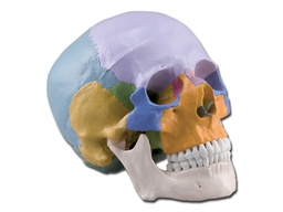 [40162] HUMAN SKULL - 1X - 3 parts - coloured