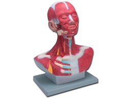 [40015] HEAD/NECK MUSCULATURE - 1X