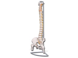 [40127] VALUE FLEXIBLE VERTEBRAL COLUMN with femur heads