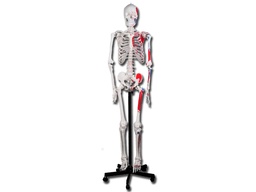 [40124] VALUE HUMAN MUSCULAR SKELETON