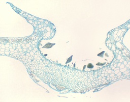 [135007150] Sor de Marchantia, c.