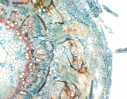 [135007167] Racine parasitaire de Cuscuta chinensis, c.t.