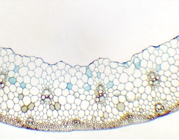 [135007192] Tige de Triticum aestivum, c.t.