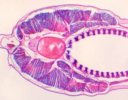 [135007294] Branchiostoma belcheri, pharynx, c.t.